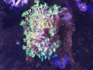Meerwasser Korallen Gorgonie , Goniopora , Stylopora Bild 2