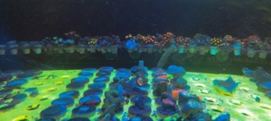 Meerwasser Ableger Korallen  Bild 5