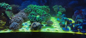 Meerwasser Ableger Korallen  Bild 3