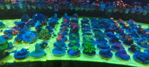 Meerwasser Ableger Korallen  Bild 6