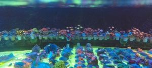 Meerwasser Ableger Korallen  Bild 10