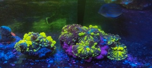 Meerwasser Ableger Korallen  Bild 9