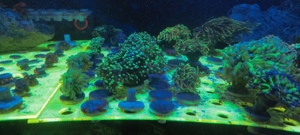 Meerwasser Ableger Korallen  Bild 7