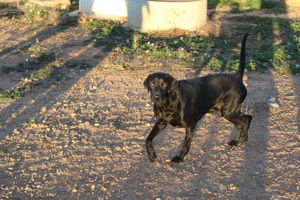 Leo sucht eine Pflegestelle oder ein Zuhause Bild 8