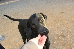 Leo sucht eine Pflegestelle oder ein Zuhause Bild 10