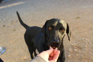 Leo sucht eine Pflegestelle oder ein Zuhause Bild 6