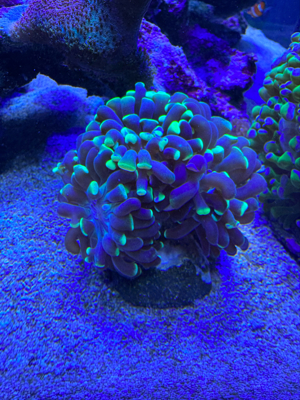 Korallen SPS LPS Bild 5