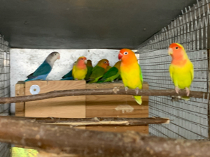 Kanarien, Wellensittiche , Nymphensittiche Schwarzköpfchen Rosenköpfchen abzugeben. Bild 2