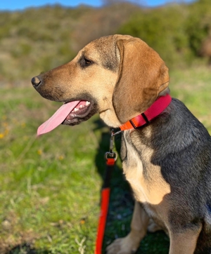 Mira ein Jagdhund-Mix Bild 5