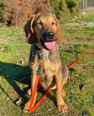 Mira ein Jagdhund-Mix Bild 6