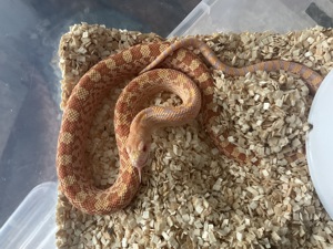 Pituophis catenifer sayi Bild 3