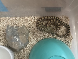 Pituophis catenifer sayi Bild 2