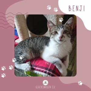 Kater Benji möchte bei Dir einziehen