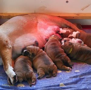 Continental Bulldog-Welpen aus Hobbyzucht