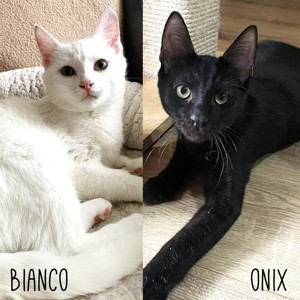Kater Bianco und Onix möchten gern reisen Bild 6