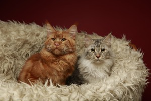 Maine Coon Deckkater *Rot* Bild 3