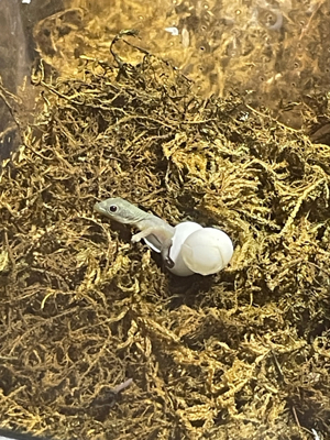 Biete Goldstaubtaggecko (Phelsuma laticuda) Bild 3