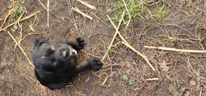 Husky Labrador Welpen mit blauen Augen Bild 10