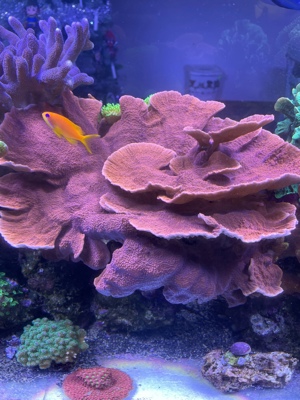 Montipora foliosa Platte Koralle SPS