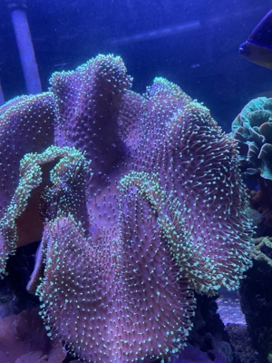 Sarcophyton ehrenbergi Koralle Bild 1