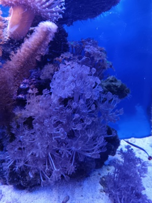 Pumpene Xenie   Xenia Meerwasser Koralle Bild 10