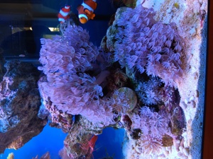 Pumpene Xenie   Xenia Meerwasser Koralle Bild 1
