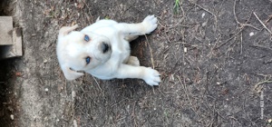 Husky Labrador Welpen mit blauen Augen Bild 6