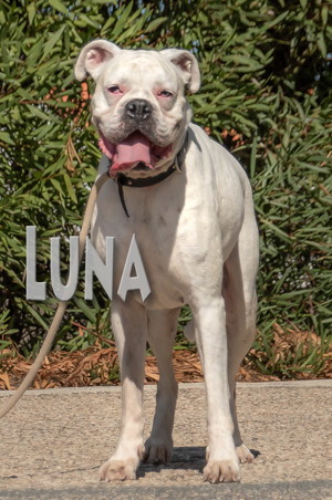 Luna, eine liebenswerte Dame! Bild 3