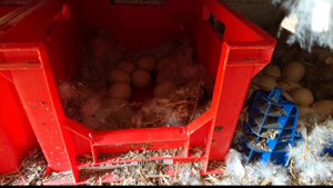 Enten lege Kiste Nest sehr zu empfehlen Bild 3