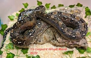boa constrictor imperator hypo leopard ph blood Bild 1