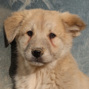  Hannes, geb. ca. 09 2023, lebt in GRIECHENLAND, im städt. Tierheim Serres