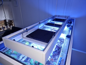 Luxus-Meerwasser-Aquarium 1.000 Liter inkl. Technik+Beleuchtung!!! Bild 5