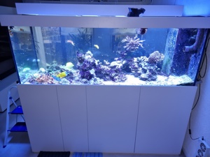 Luxus-Meerwasser-Aquarium 1.000 Liter inkl. Technik+Beleuchtung!!! Bild 3