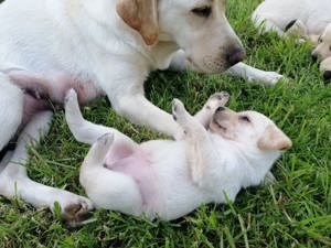  Hübscher Deckrüde Eddy Bild 2