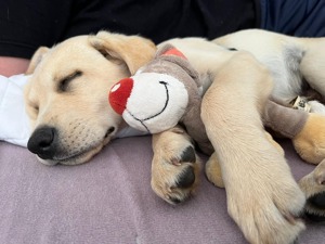  Hübscher Deckrüde Eddy Bild 3