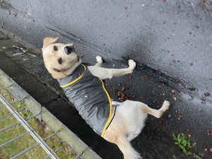  Hübscher Deckrüde Eddy Bild 4