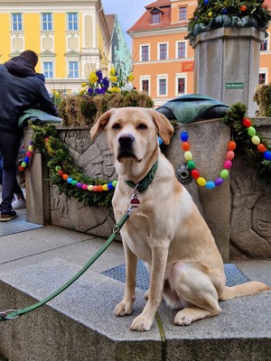  Hübscher Deckrüde Eddy Bild 5