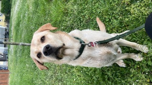  Hübscher Deckrüde Eddy Bild 6