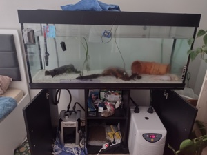2 Axolotl (2,5 Jahre alt) + hailea HC 150 A Kühlungspumpe + 240l Aquarium Bild 2