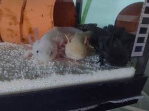 2 Axolotl (2,5 Jahre alt) + hailea HC 150 A Kühlungspumpe + 240l Aquarium Bild 4