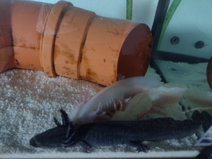 2 Axolotl (2,5 Jahre alt) + hailea HC 150 A Kühlungspumpe + 240l Aquarium Bild 3