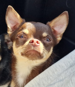 Deckrüde Chihuahua. Kein Verkauf!  Bild 3