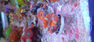 LPS Koralle Acanthastrea  Micromussa