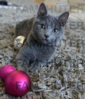 Süüüße reinrassige russisch blau Kitten Bild 6