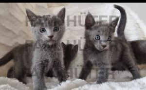 Süüüße reinrassige russisch blau Kitten Bild 10
