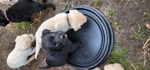 Husky Labrador Welpen mit blauen Augen Bild 8