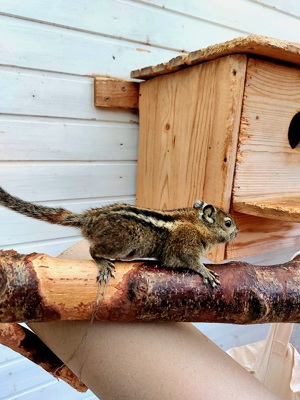 Baumstreifenhörnchen zu verkaufen 
