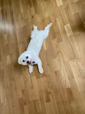 Malteser Deckrüde NICHT ZU VERKAUFEN Bild 2