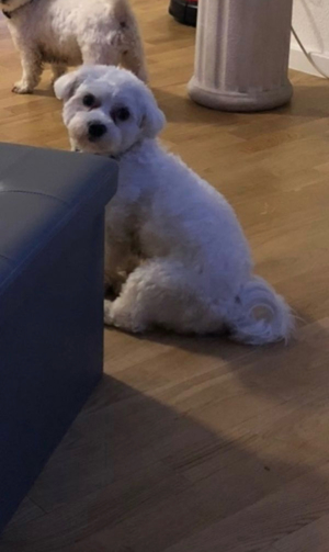 Malteser Deckrüde NICHT ZU VERKAUFEN Bild 3