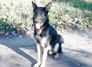 Galoca, freundlicher Junghund, ca. 10 Monate, ca. 60 cm, ca. 22 kg Bild 5